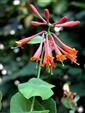 Dropmore Scarlet Honeysuckle