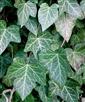 English Ivy