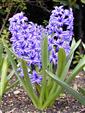 Hyacinth