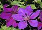 Jackman Clematis